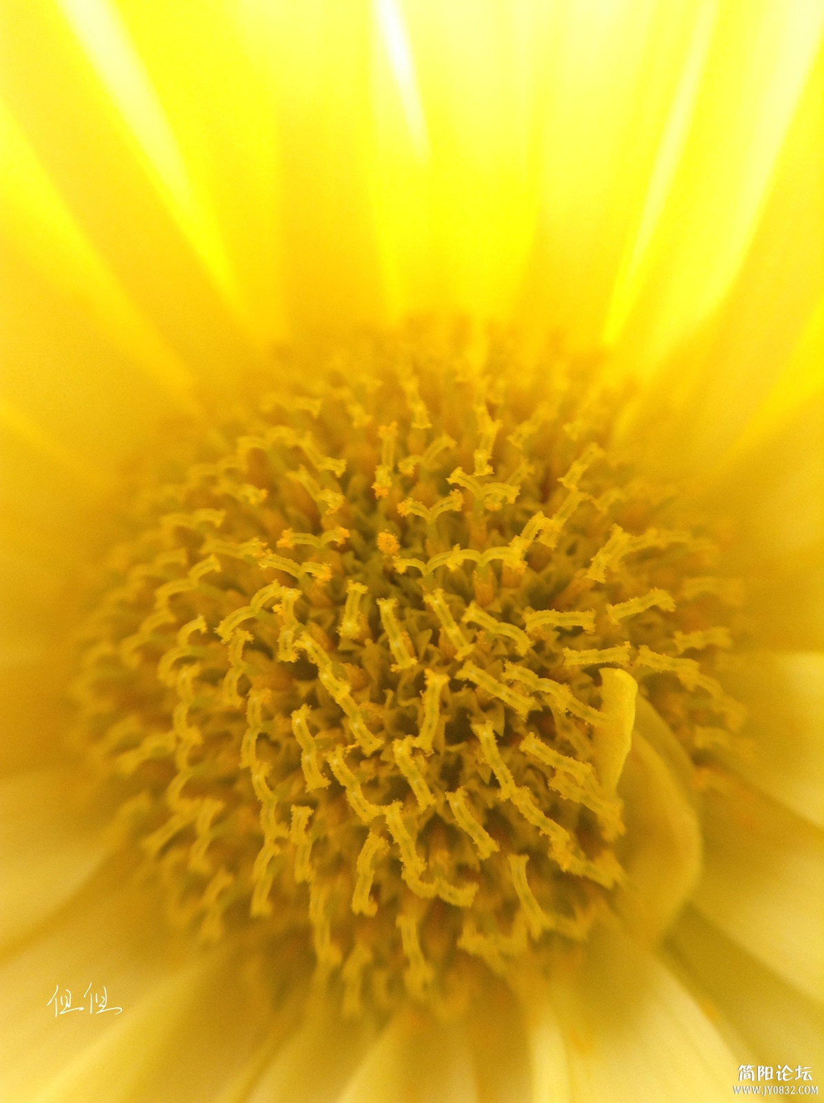 菊蕊