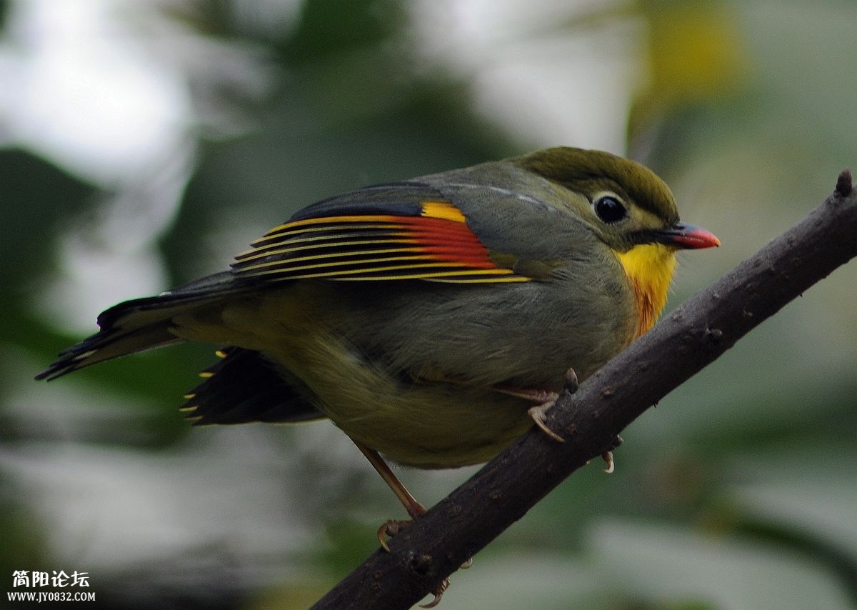 DSC_8332_副本.jpg