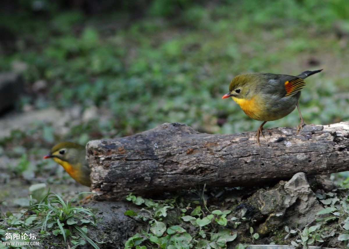 DSC_8349_副本.jpg