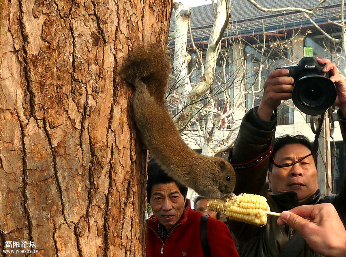 人与动物的和谐2.jpg