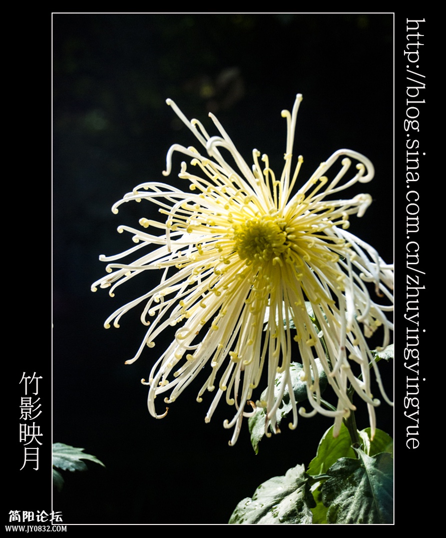 逆光下的白菊.jpg