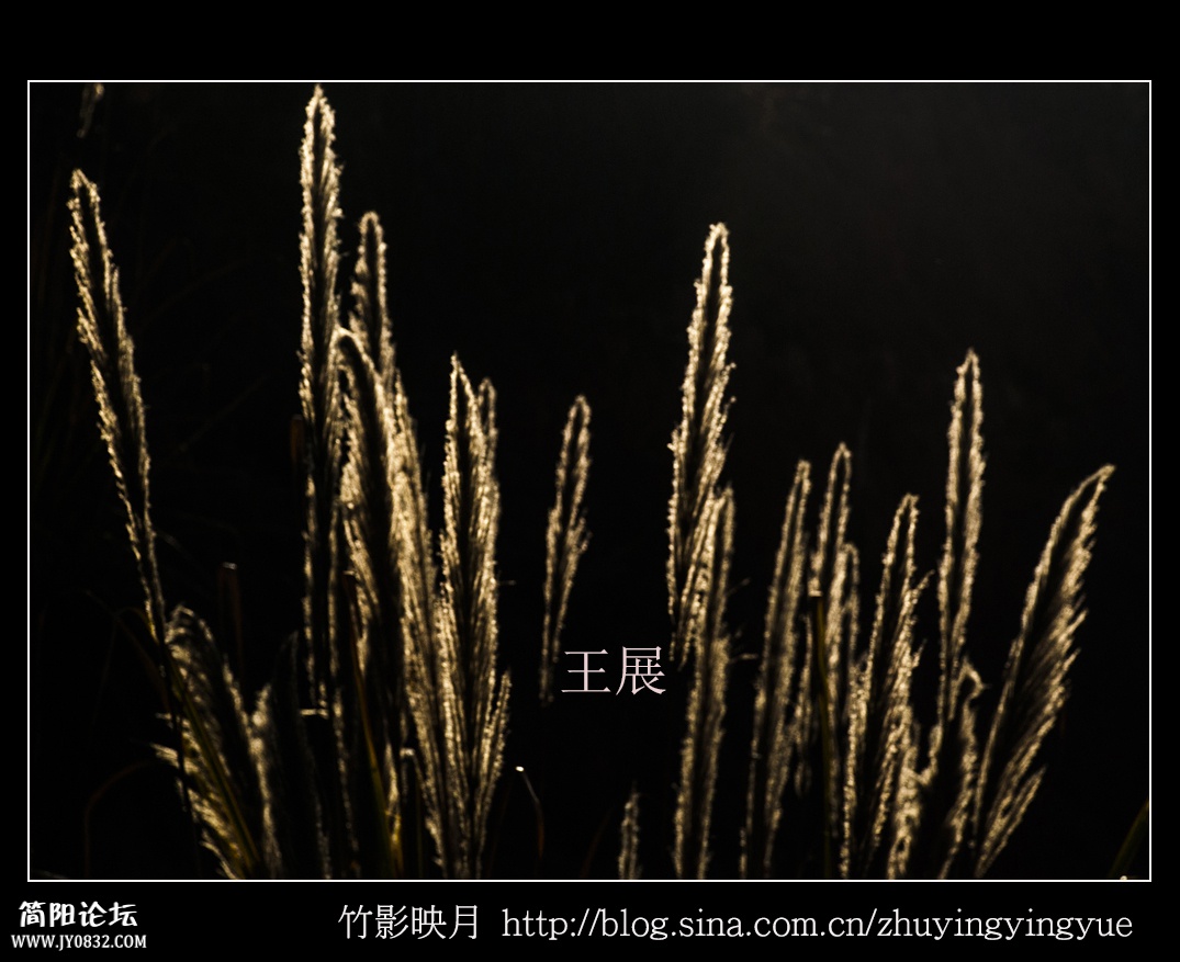 思想的芦苇.jpg