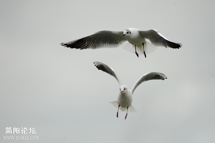 DSC_3972副本.jpg