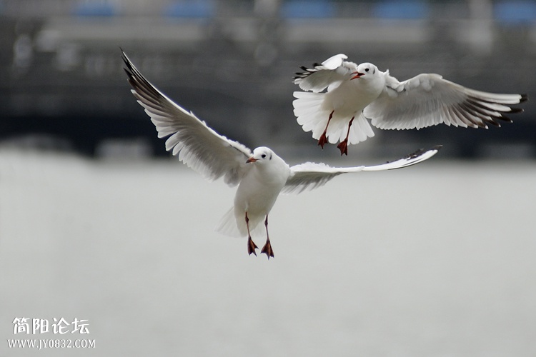 DSC_4031副本.jpg