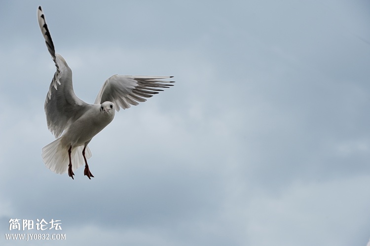 DSC_4108副本-1.jpg