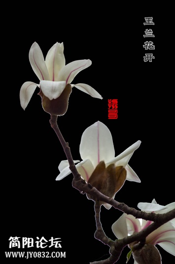 玉兰花开-1-3-wl.jpg