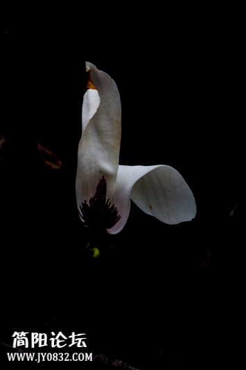 玉兰花开-3-wl.jpg
