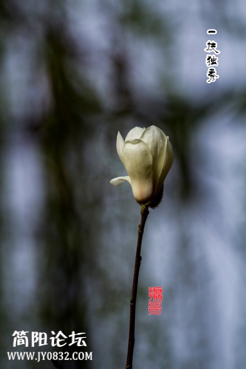玉兰花开一枝独秀-1-1-wl.jpg