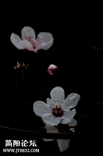 报春花-1-wl.jpg