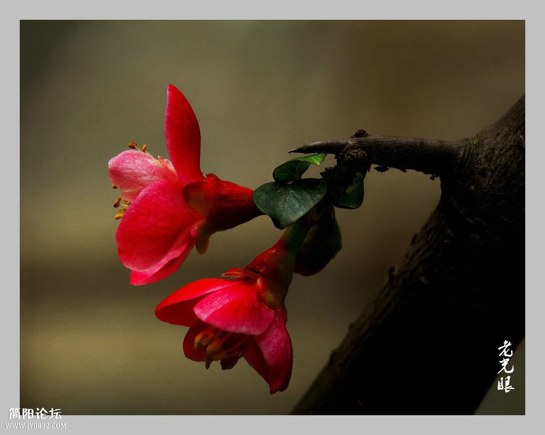 DSC_98671.jpg