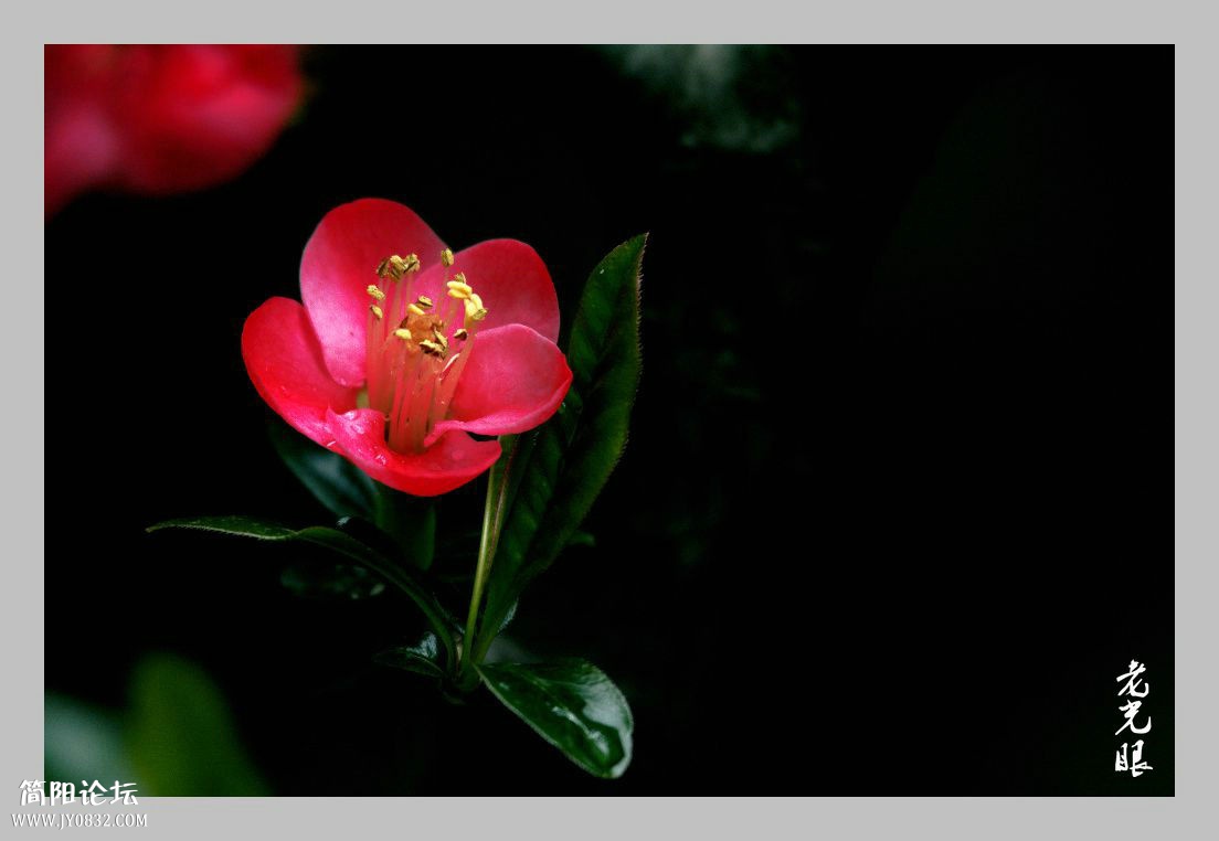 DSC_981711.jpg