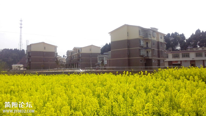 蓝天、农居、菜花