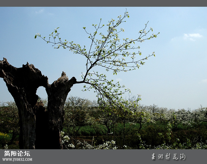 春游梨花沟05.jpg