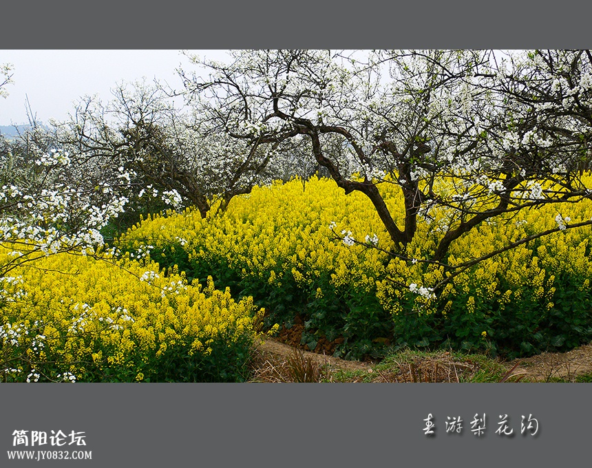 春游梨花沟06.jpg