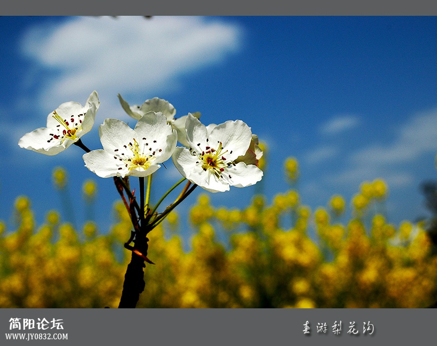 春游梨花沟08.jpg