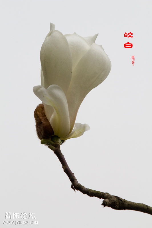 1玉兰花-13-1-wl.jpg