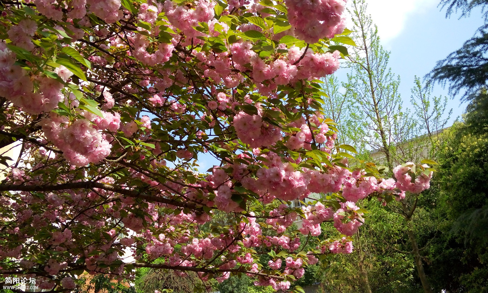 P50325-152400_副本.jpg