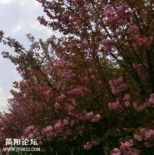 psb (1)_副本.jpg