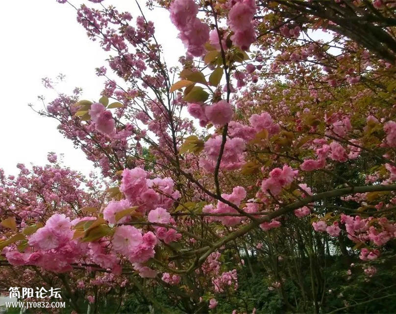 psb (2)_副本.jpg