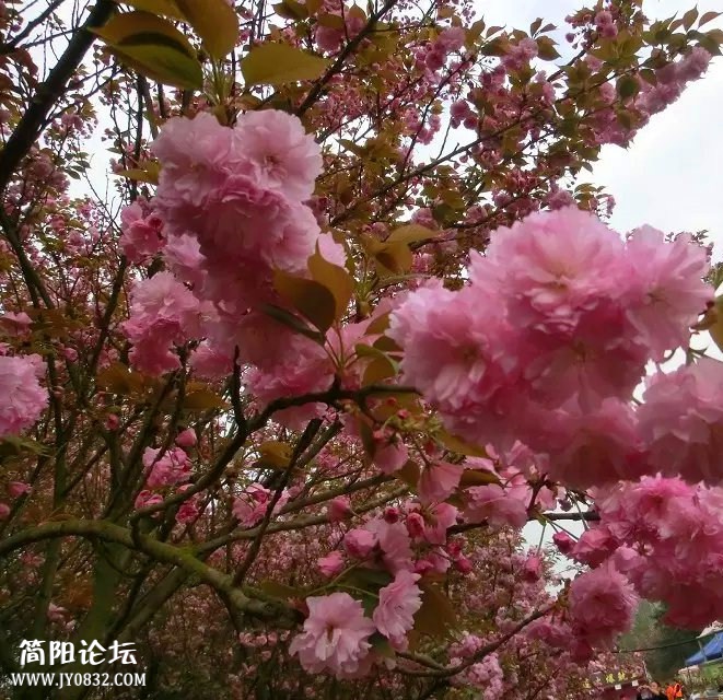psb (3)_副本.jpg