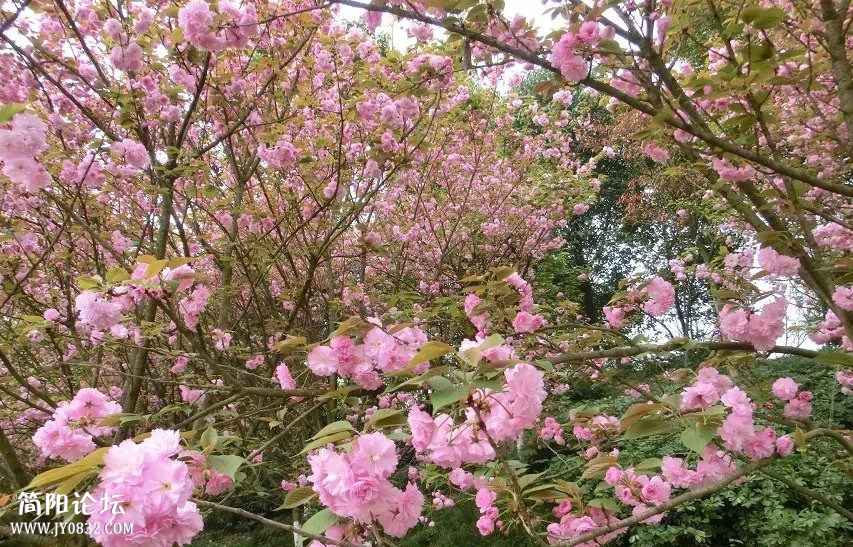 psb (4)_副本.jpg