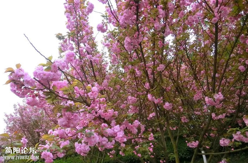 psb (6)_副本.jpg