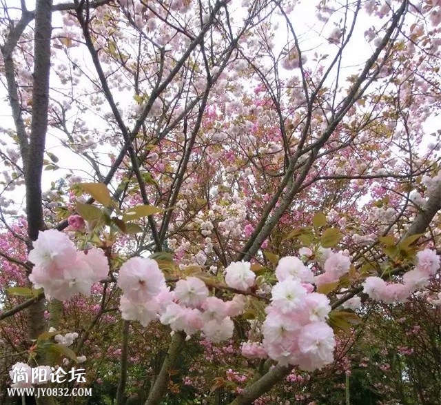 psb (11)_副本.jpg