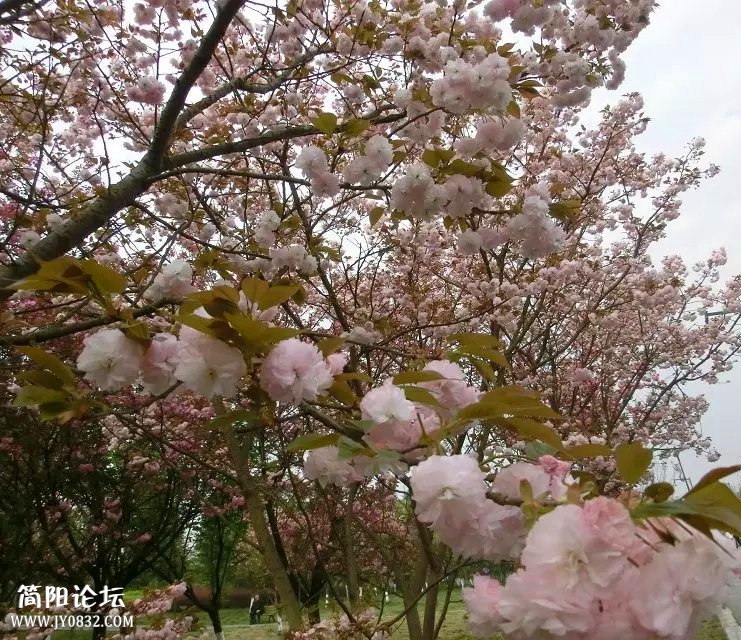 psb (12)_副本.jpg