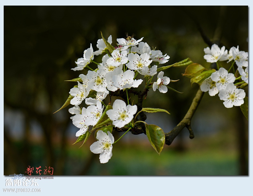 梨花沟（二）——07.jpg
