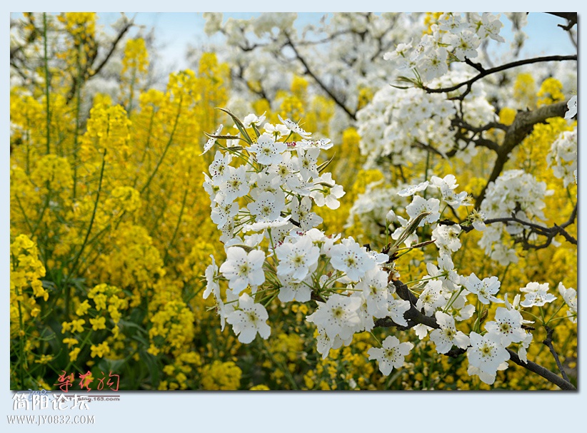 梨花沟（二）——15.jpg