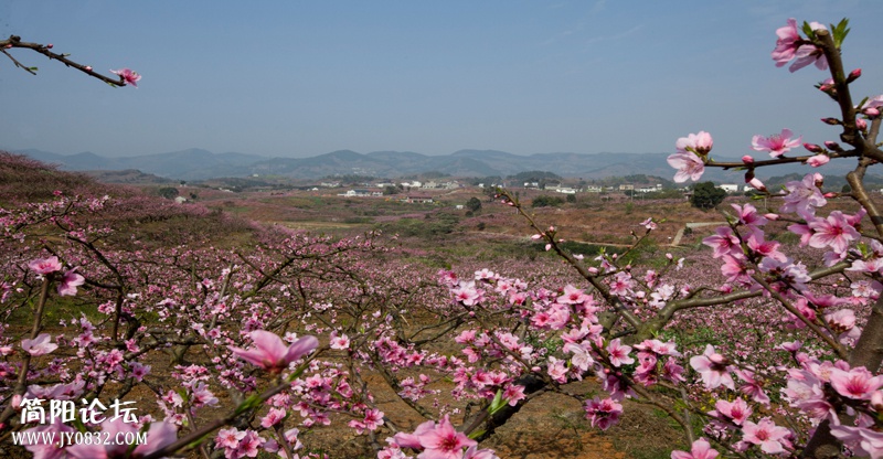 桃花故里-7-1-wl.jpg