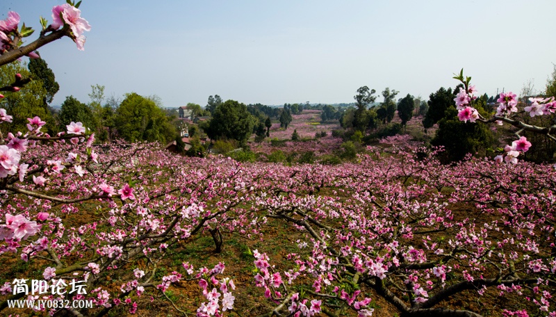 桃花故里-11-wl.jpg