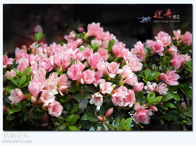 迎春（三）——12.jpg