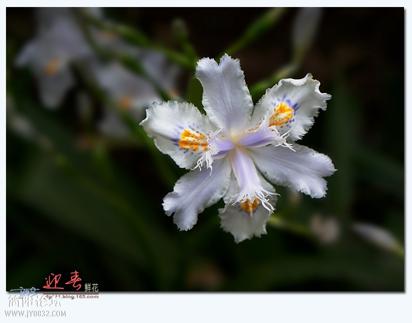 迎春（三）——15.jpg