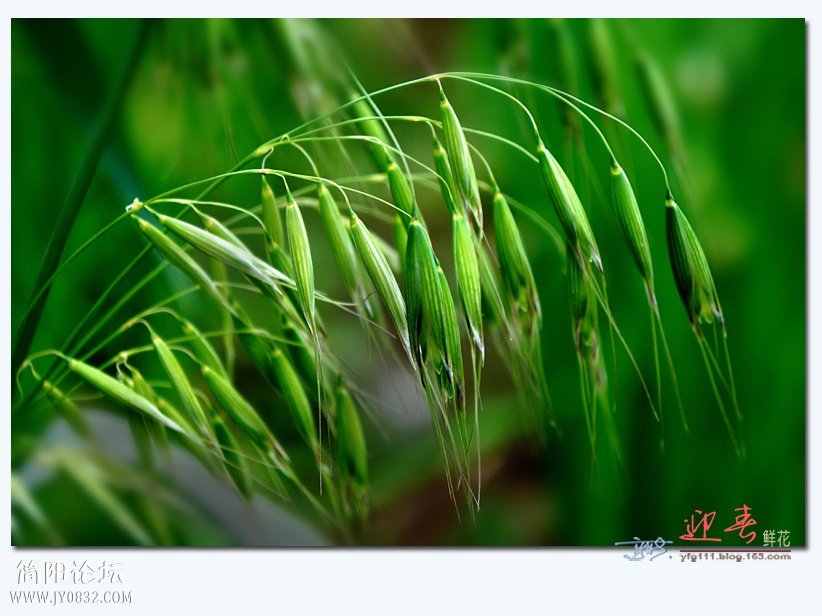 迎春（三）——16.jpg