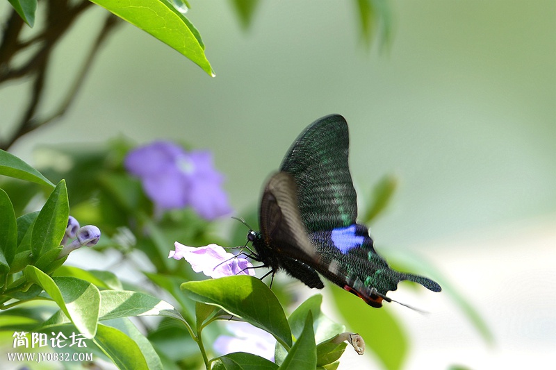 蝶恋花 (3).jpg