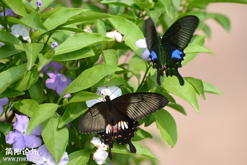 蝶恋花 (7).jpg