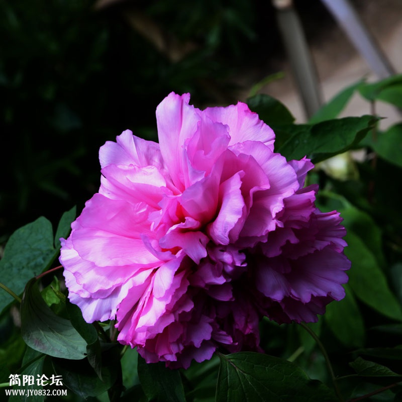 DSA_8976.jpg