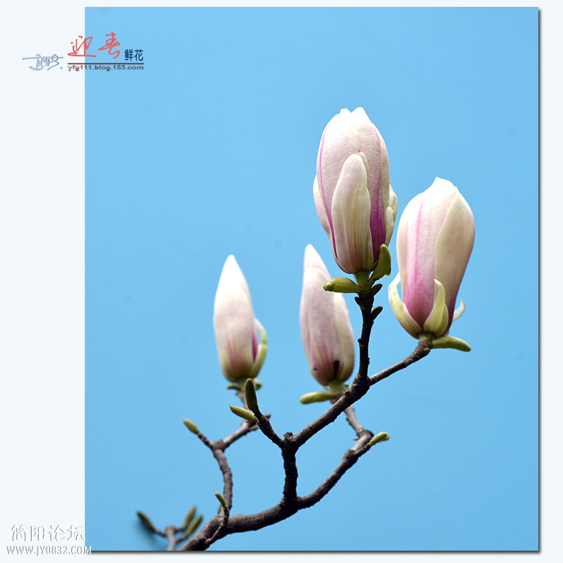 迎春（四）——14.jpg
