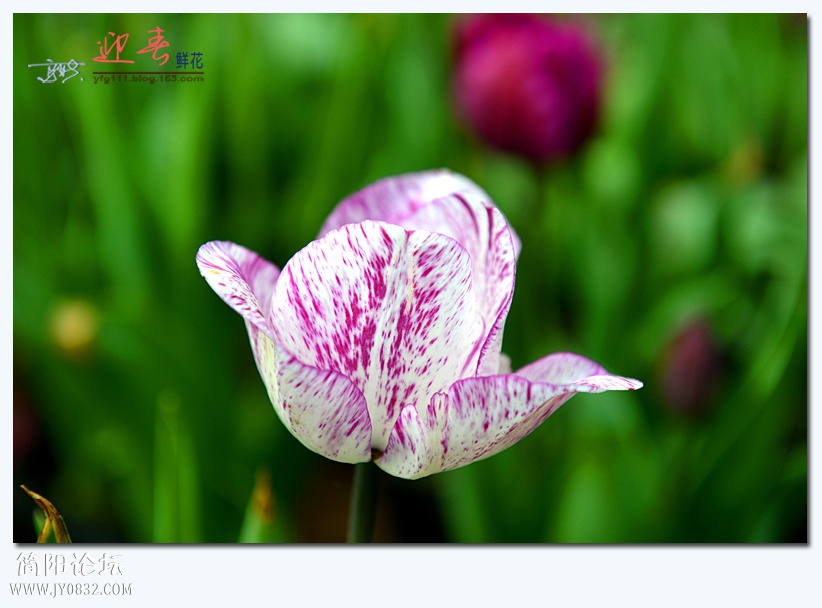 迎春（四）——16.jpg