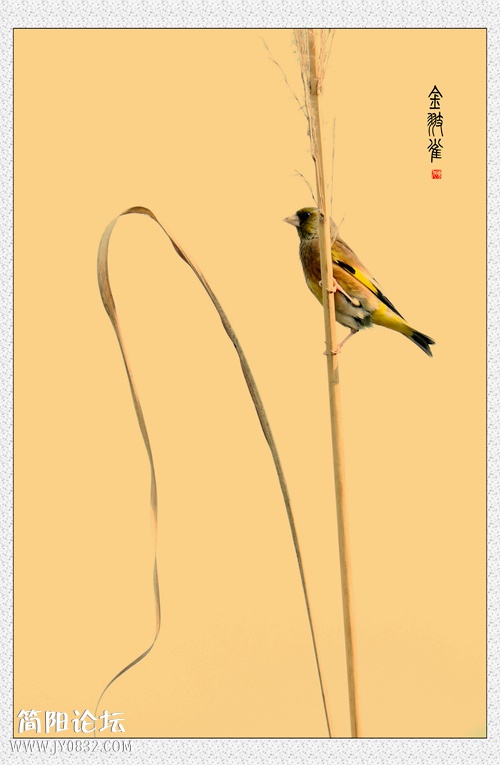 金翅雀.jpg