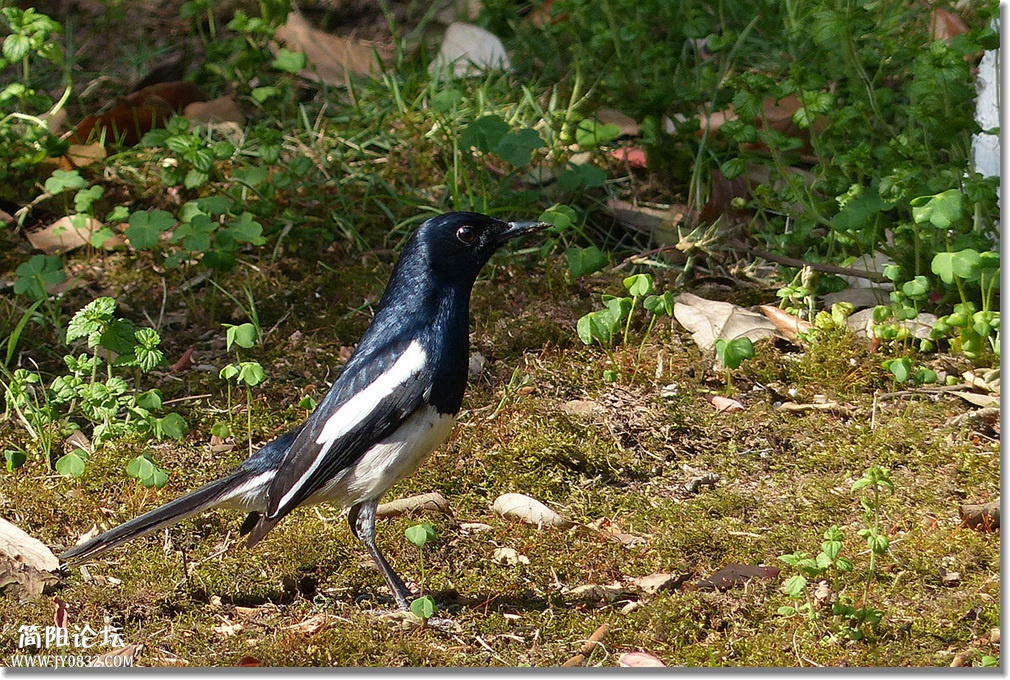 P1590055_副本2.jpg