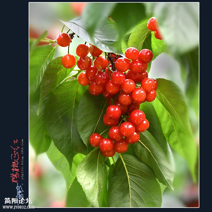 樱桃正红（一）——03.jpg