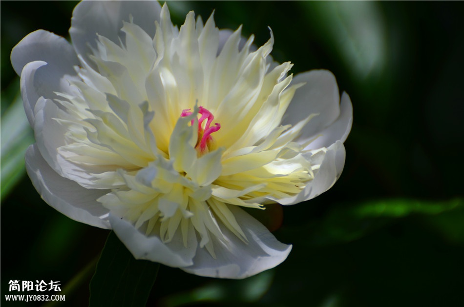 DSC_0350.jpg