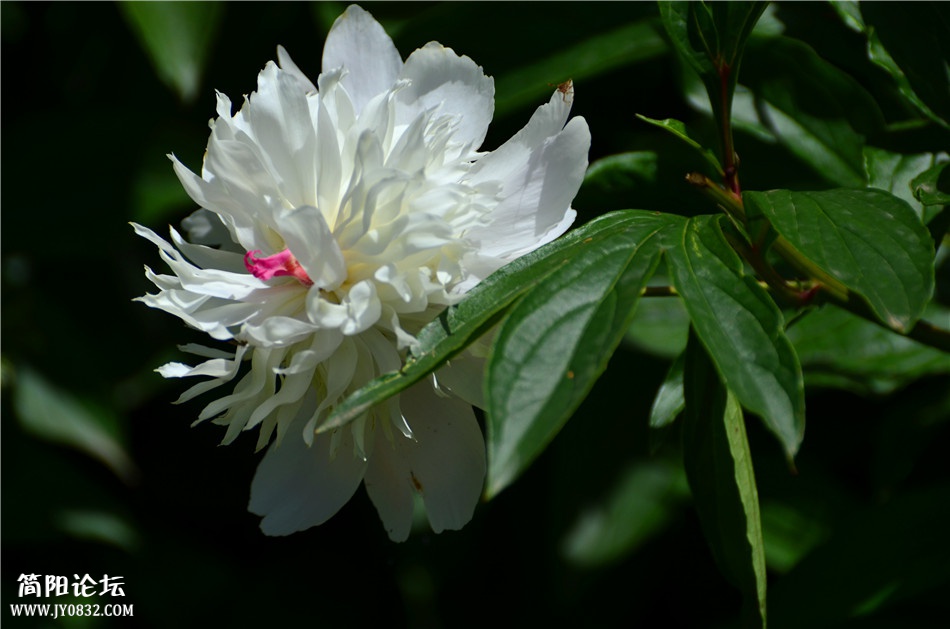 DSC_0378.jpg
