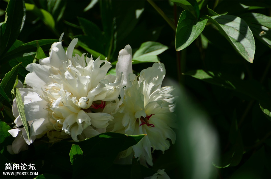DSC_0416.jpg