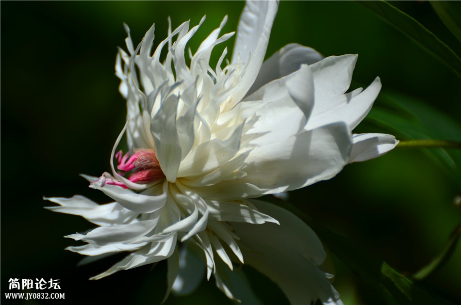 DSC_0447.jpg