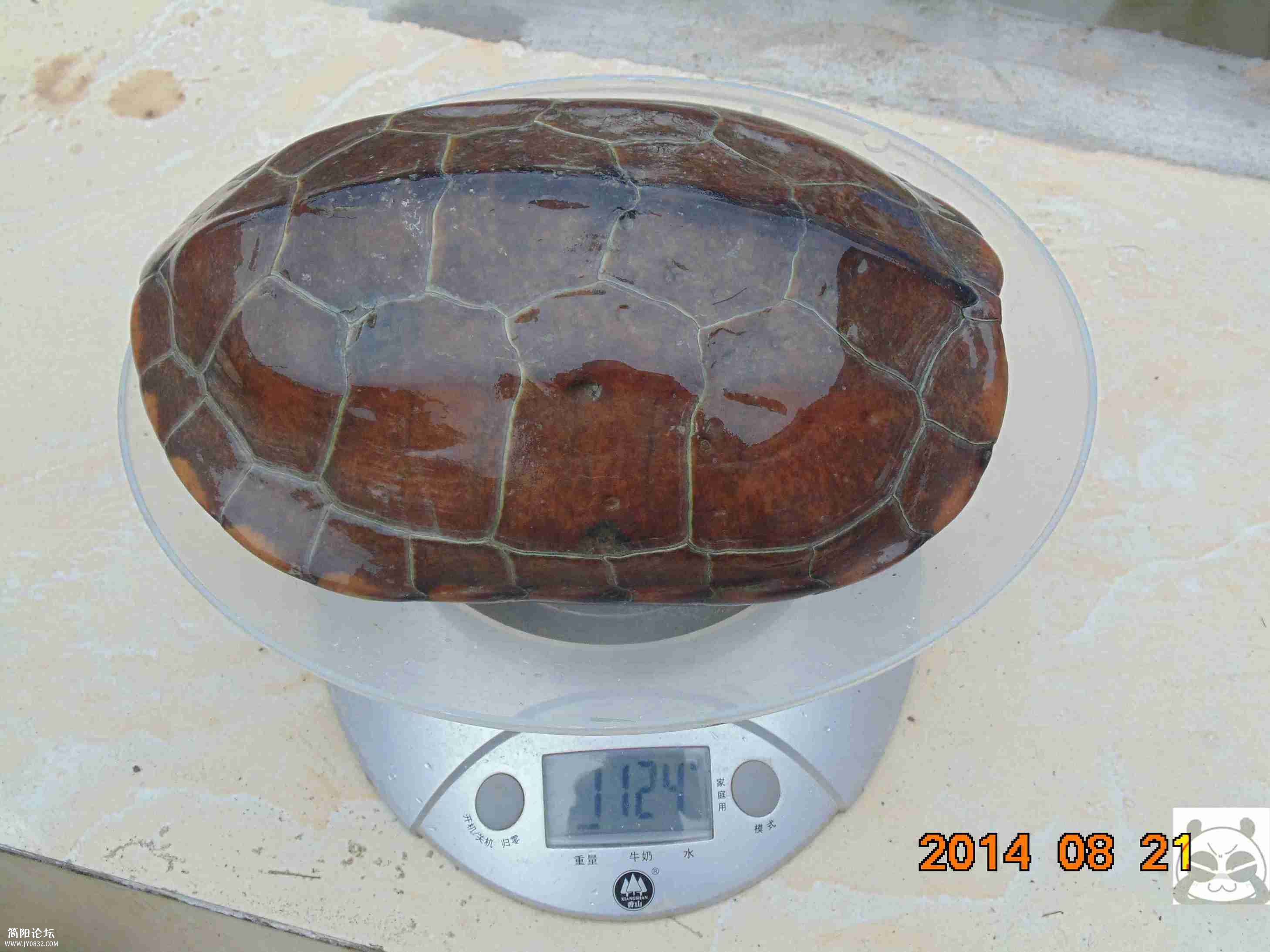 1008.jpg
