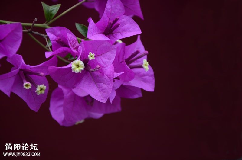 DSA_9326.JPG