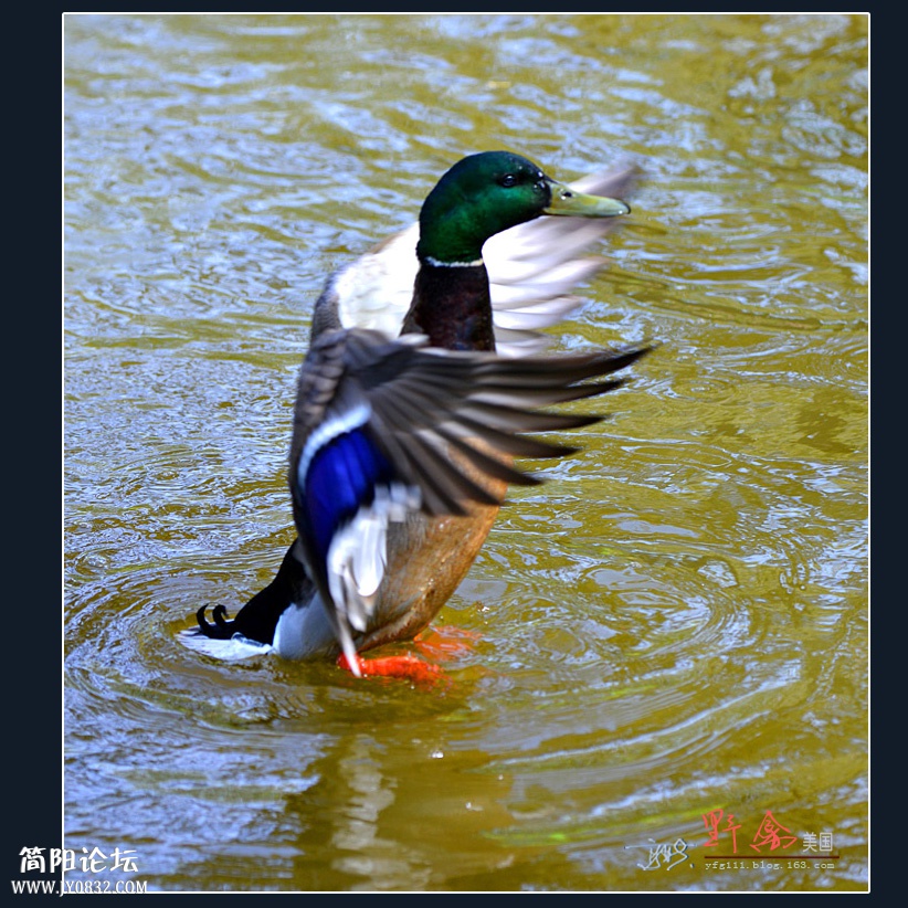 呼唤.JPG